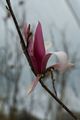 Magnolia soulangeana Royal Crown-9 Magnolia pośrednia